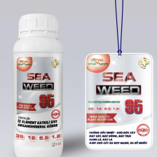 Rong Biển Nhập Khẩu Thổ Nhĩ Kỳ SEA WEED 95