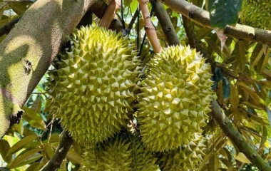 Cách Phun Thuốc Cây Sầu Riêng Hiệu Quả